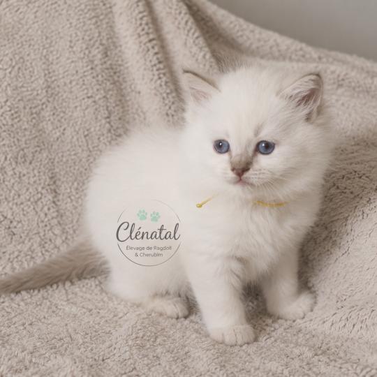BOUT'CHOU de Clénatal Mâle Ragdoll