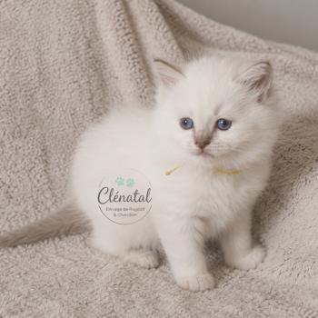 chaton Ragdoll lilac tabby point BOUT'CHOU La Chatterie de Clénatal