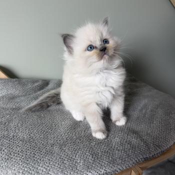 chaton Ragdoll BRUME La Chatterie de Clénatal