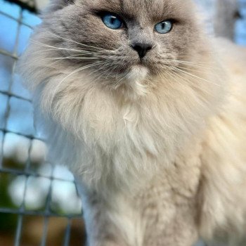 Calypso Mâle Ragdoll