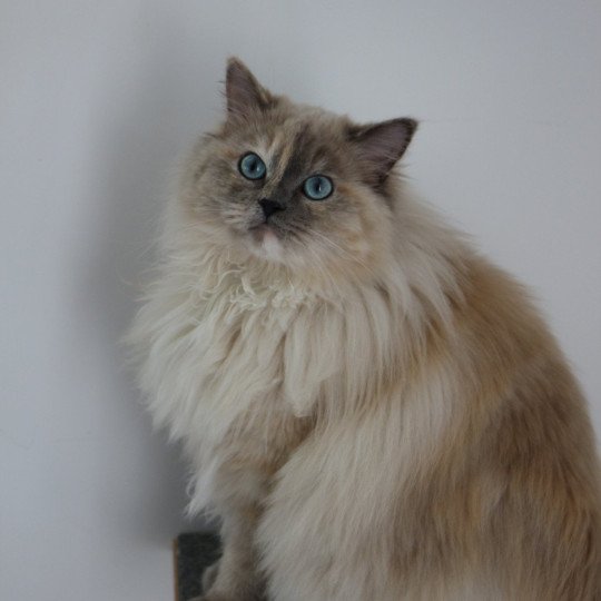 Close to Nature's ALOHA Femelle Ragdoll