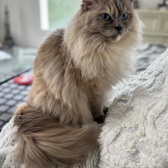 Close to Nature's ALOHA Femelle Ragdoll