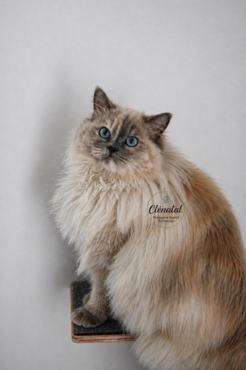 Close to Nature's ALOHA Femelle Ragdoll