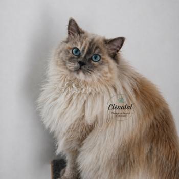 Close to Nature's ALOHA Femelle Ragdoll