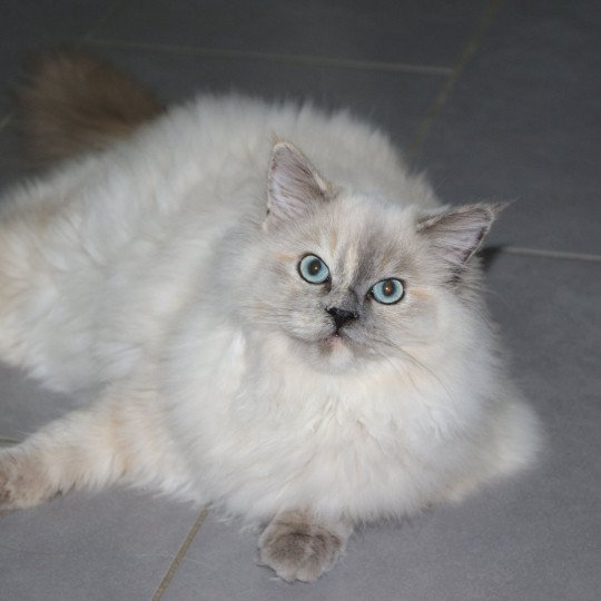 Femelles Ragdoll, élevage familial de Clénatal. Essonne.