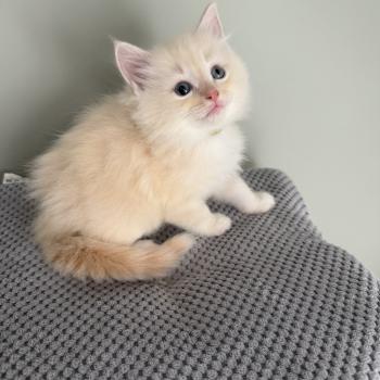 chaton Cherubim cream tabby mink mitted BISCUIT La Chatterie de Clénatal