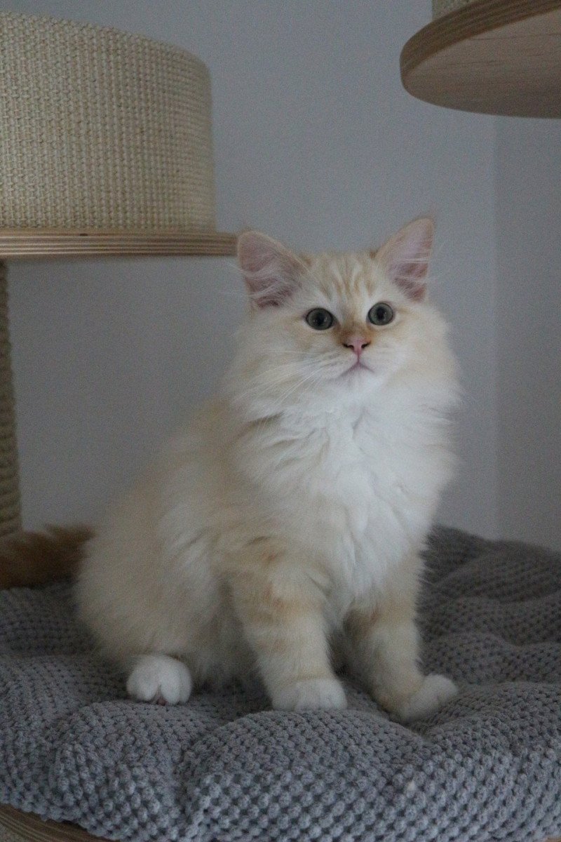 VERLAINE de Clénatal Mâle Ragdoll