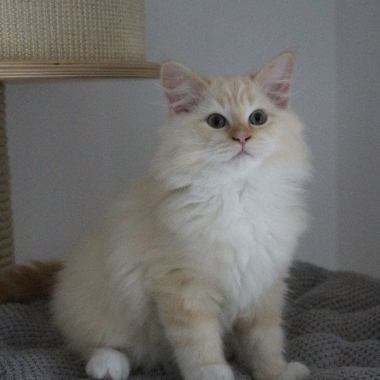 VERLAINE de Clénatal Mâle Ragdoll