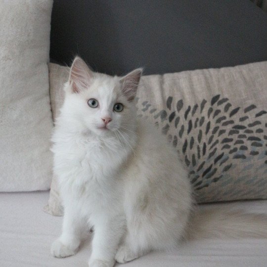 Virgine Vickie de Clénatal Femelle Ragdoll