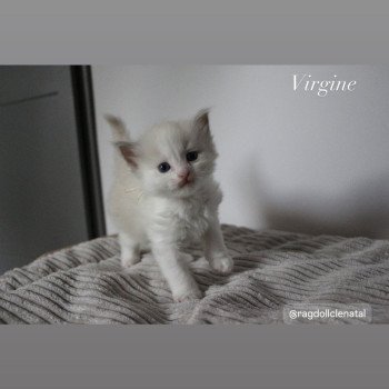 chaton Ragdoll Virgine La Chatterie de Clénatal chaton Ragdoll Virgine La Chatterie de Clénatal