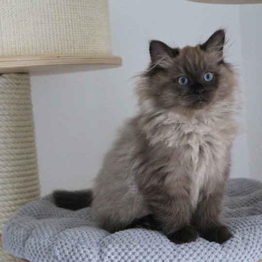 WONKA de Clénatal Mâle Ragdoll