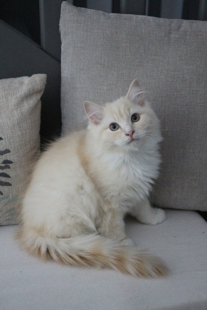 Woody Wallace de Clénatal Mâle Ragdoll