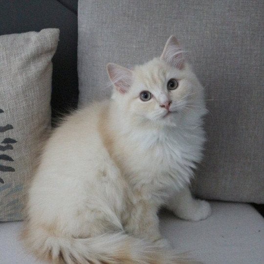 Woody Wallace de Clénatal Mâle Ragdoll