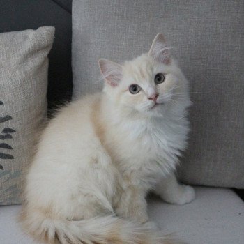 chaton Ragdoll cream sepia mitted Woody Wallace La Chatterie de Clénatal chaton Ragdoll cream sepia mitted Woody Wallace La Chatterie de Clénatal