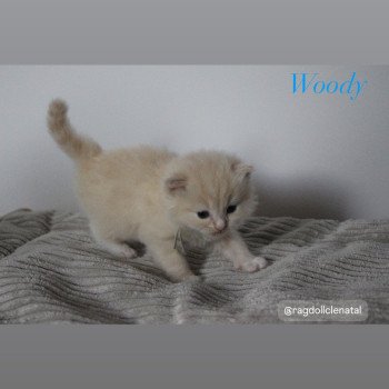 chaton Ragdoll Woody La Chatterie de Clénatal chaton Ragdoll Woody La Chatterie de Clénatal