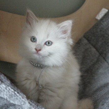 chat Ragdoll fawn sepia mitted VELVET PURPLE PLUM La Chatterie de Clénatal chat Ragdoll fawn sepia mitted VELVET PURPLE PLUM La Chatterie de Clénatal
