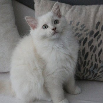 chat Ragdoll fawn sepia mitted VELVET PURPLE PLUM La Chatterie de Clénatal chat Ragdoll fawn sepia mitted VELVET PURPLE PLUM La Chatterie de Clénatal