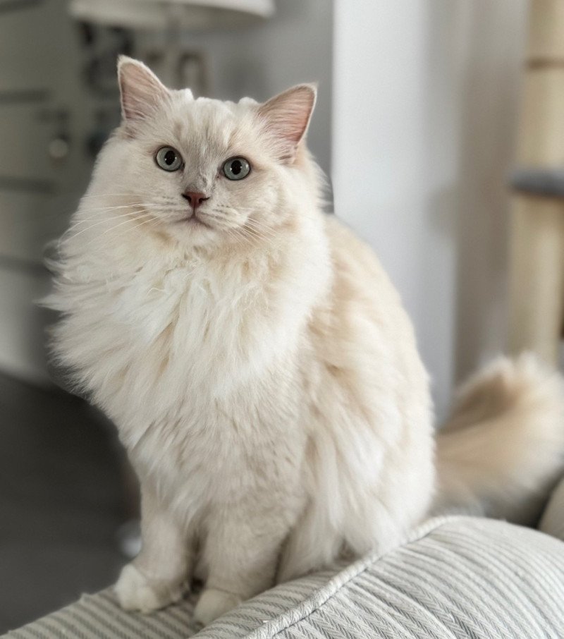 VELVET PURPLE PLUM de Clénatal Femelle Ragdoll VELVET PURPLE PLUM de Clénatal Femelle Ragdoll