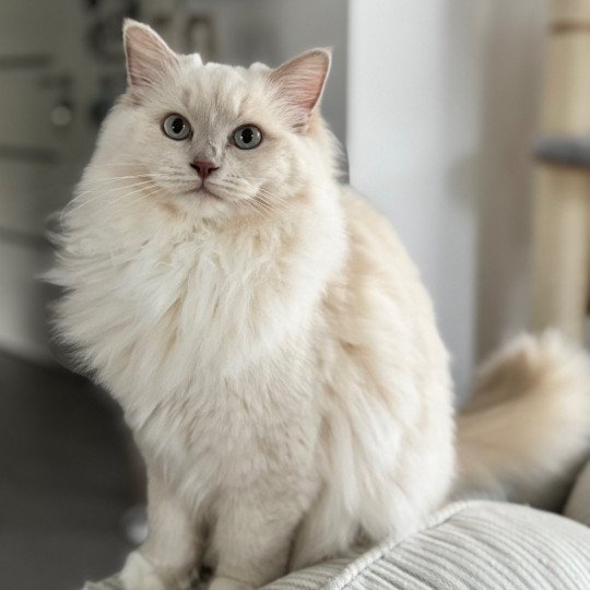 VELVET PURPLE PLUM de Clénatal Femelle Ragdoll