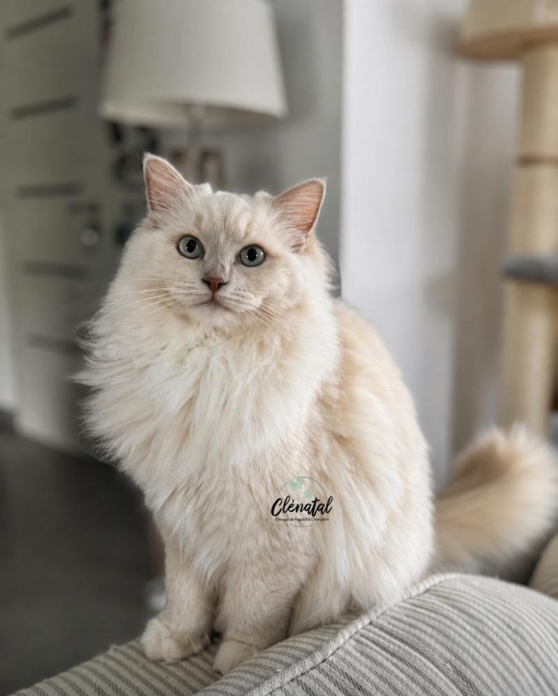 VELVET PURPLE PLUM de Clénatal Femelle Ragdoll