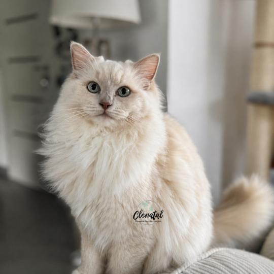 VELVET PURPLE PLUM de Clénatal Femelle Ragdoll