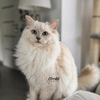 chat Ragdoll fawn sepia mitted VELVET PURPLE PLUM La Chatterie de Clénatal
