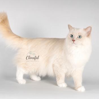 chat Ragdoll fawn sepia mitted VELVET PURPLE PLUM La Chatterie de Clénatal