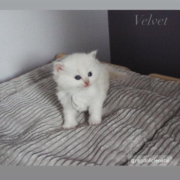 chaton Ragdoll Velvet La Chatterie de Clénatal chaton Ragdoll Velvet La Chatterie de Clénatal