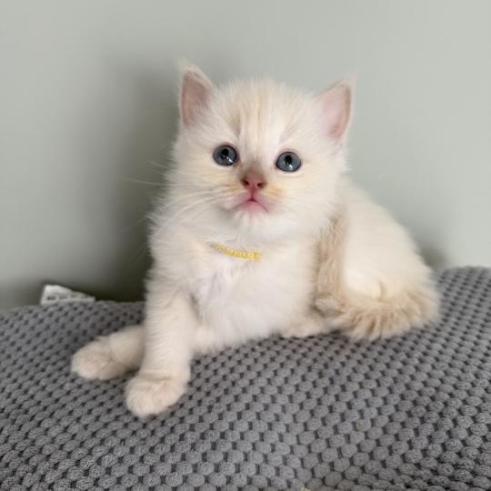 BAMBI de Clénatal Femelle Cherubim