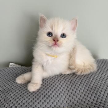 chaton Cherubim fawn tortie tabby mink BAMBI La Chatterie de Clénatal