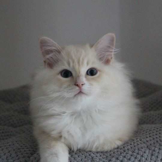 VEGAS WOODY de Clénatal Mâle Ragdoll