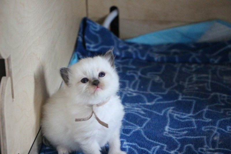 Vahiana de Clénatal Femelle Ragdoll