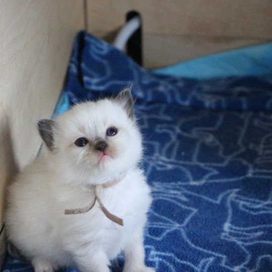 Vahiana de Clénatal Femelle Ragdoll
