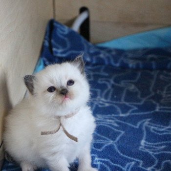 chaton Ragdoll Vahiana La Chatterie de Clénatal