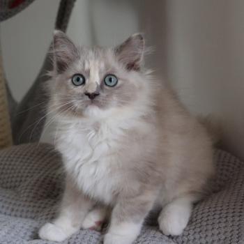 chaton Cherubim blue tortie mink mitted BORA BORA La Chatterie de Clénatal