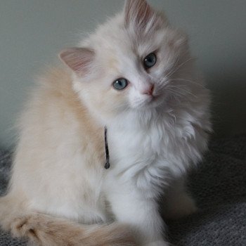 chaton Ragdoll lilac tortie sepia bicolor Vahina La Chatterie de Clénatal chaton Ragdoll lilac tortie sepia bicolor Vahina La Chatterie de Clénatal