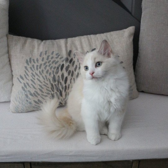 Vahina Miel de Clénatal Femelle Ragdoll
