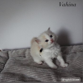 chaton Ragdoll Vahina La Chatterie de Clénatal chaton Ragdoll Vahina La Chatterie de Clénatal