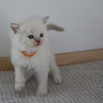 chaton Cherubim mink BLOODY La Chatterie de Clénatal