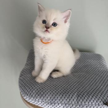 chaton Cherubim lilac tabby mink BLOODY La Chatterie de Clénatal