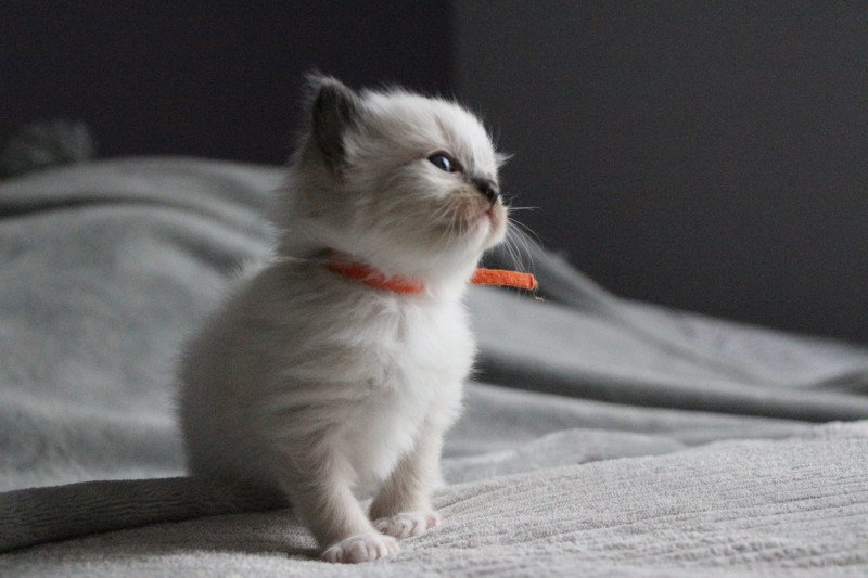 Widget de Clénatal Femelle Ragdoll
