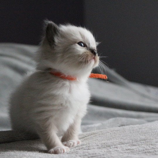 Widget de Clénatal Femelle Ragdoll