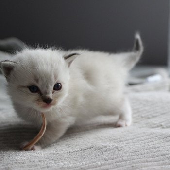 chaton Ragdoll You Love Me La Chatterie de Clénatal