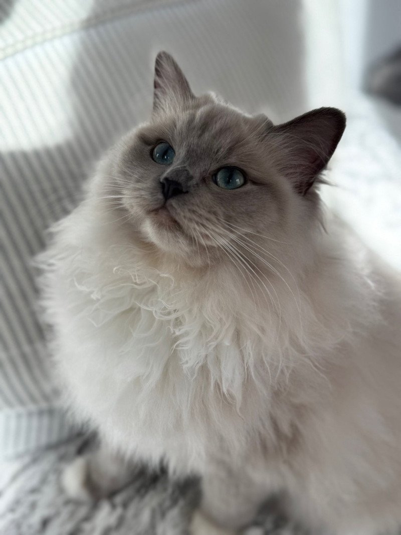 VICTOIRE TAHITI de Clénatal Femelle Ragdoll