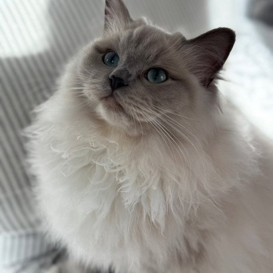 VICTOIRE TAHITI de Clénatal Femelle Ragdoll