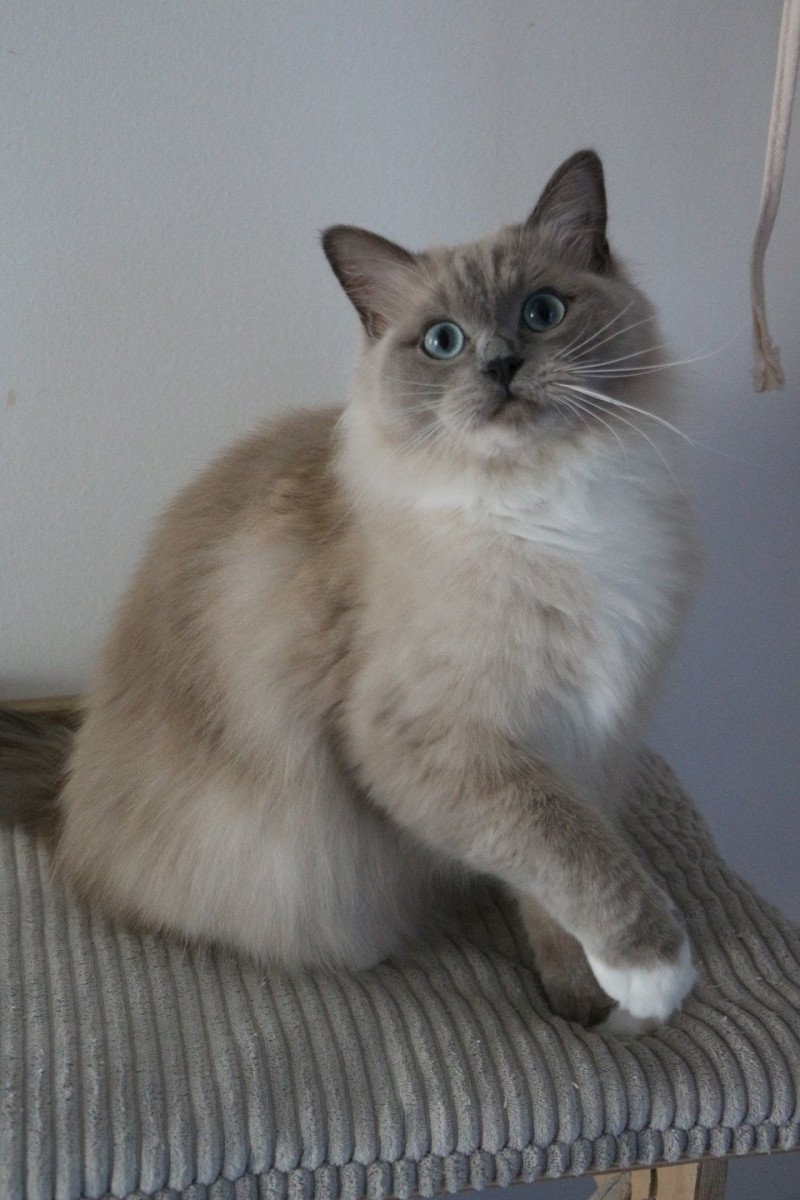 VICTOIRE TAHITI de Clénatal Femelle Ragdoll