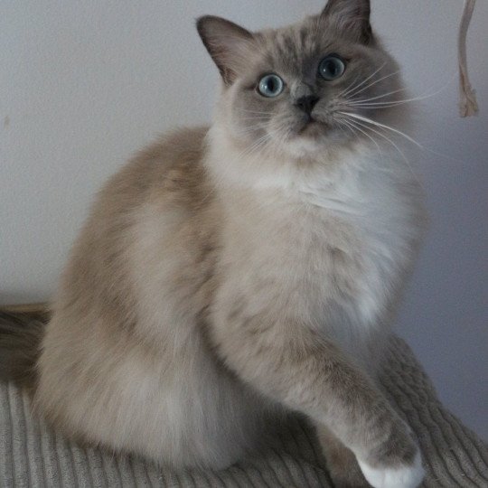 VICTOIRE TAHITI de Clénatal Femelle Ragdoll