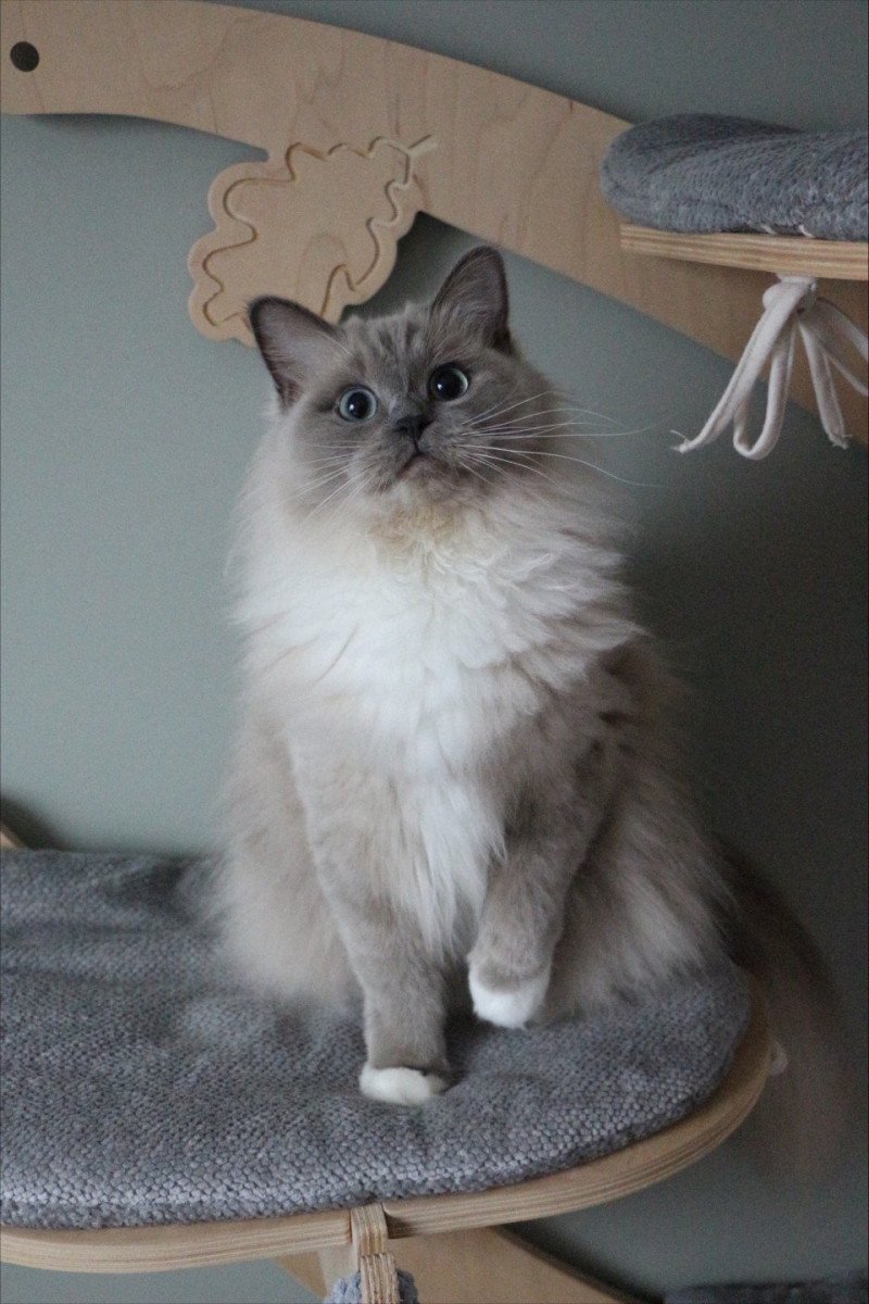 VICTOIRE TAHITI de Clénatal Femelle Ragdoll