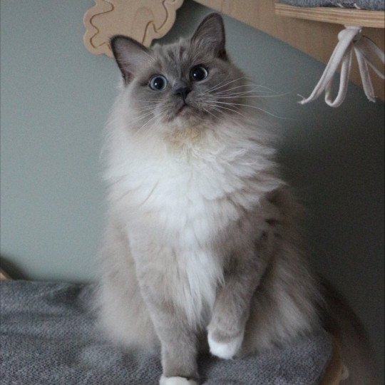 VICTOIRE TAHITI de Clénatal Femelle Ragdoll