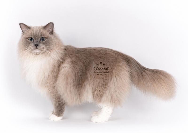 VICTOIRE TAHITI de Clénatal Femelle Ragdoll